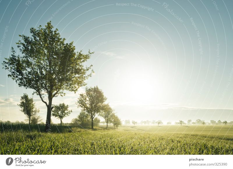 Ruhe Natur Landschaft Sonne Schönes Wetter Baum Gras Feld natürlich schön grün Mostviertel Österreich Farbfoto Außenaufnahme Morgendämmerung Sonnenlicht