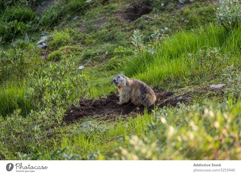 Putziges Murmeltier sitzt auf einer Wiese in der Schweiz wild Tier Erdloch Boden Berge u. Gebirge Nagetiere Natur Fell Säugetier neugierig wach grün Feld Graben