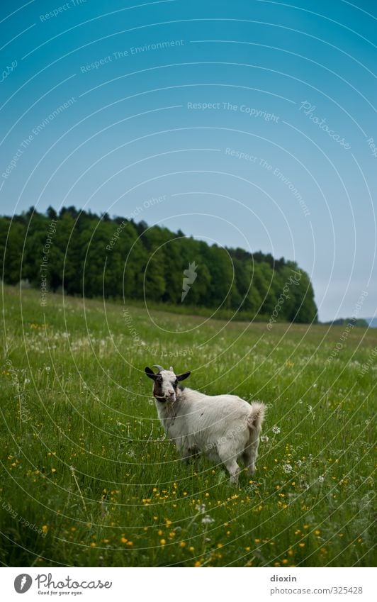 ¡ trash ! | Idylle Umwelt Natur Landschaft Pflanze Tier Himmel Wolkenloser Himmel Sommer Schönes Wetter Baum Gras Wiese Wald Nutztier Ziegen 1 stehen natürlich