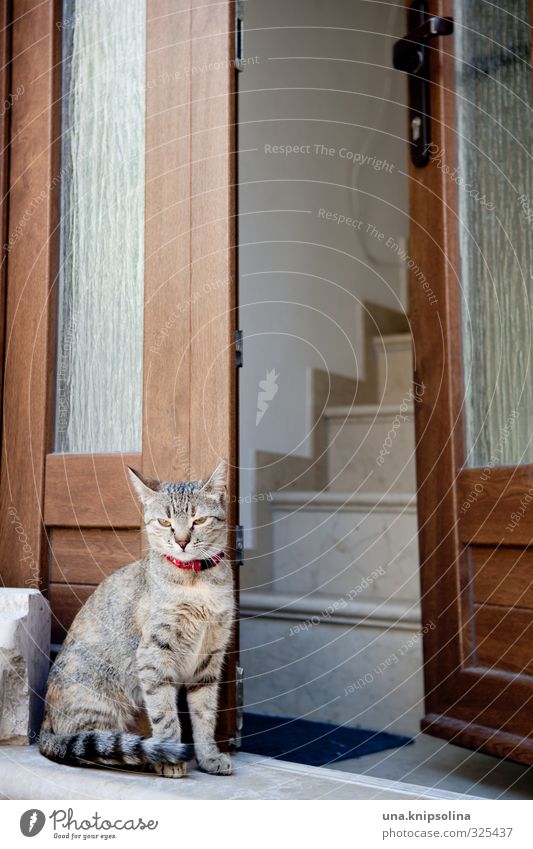 wachkatze Haus Treppe Fenster Tür Tier Haustier Katze 1 beobachten sitzen warten Freundlichkeit natürlich niedlich Tigerfellmuster Wachsamkeit Farbfoto