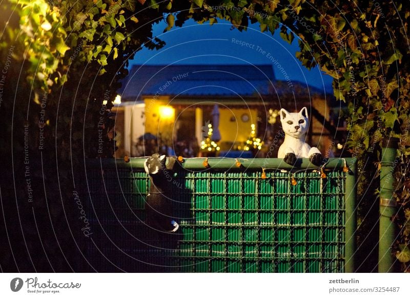 Schrebergarten mit Katzen Garten Kleingartenkolonie Menschenleer Natur Pflanze Sträucher Textfreiraum Tiefenschärfe Zweig Hecke Eingang Tür Tor Torbogen