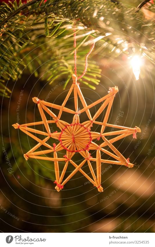 Strohstern auf Weihnachtsbaum Nachtleben Feste & Feiern Weihnachten & Advent Dekoration & Verzierung hängen Geborgenheit Religion & Glaube strohstern