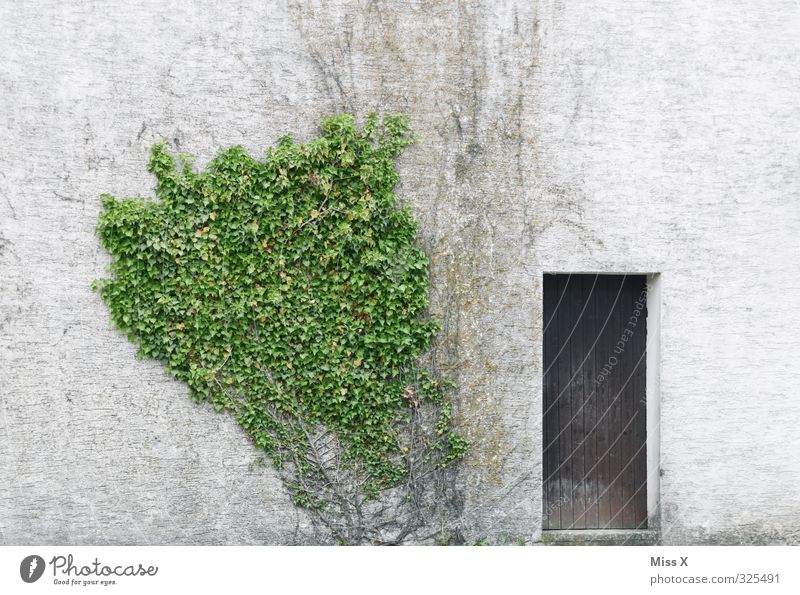 Tür I Häusliches Leben Wohnung Pflanze Sträucher Haus Mauer Wand Fassade alt Verfall bewachsen Efeu Autotür Hund Holztür Farbfoto Außenaufnahme Menschenleer