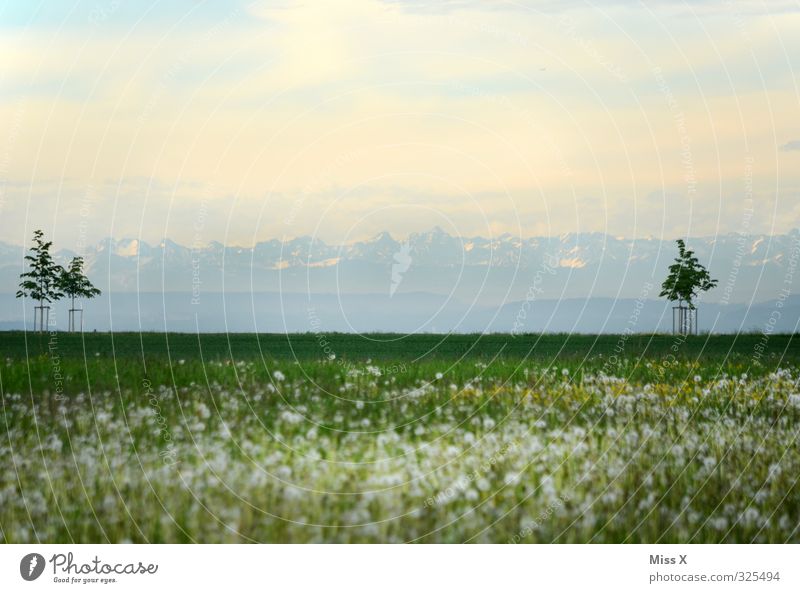 Blick aus dem Wohnzimmerfenster Ferien & Urlaub & Reisen Tourismus Berge u. Gebirge Blume Wiese Gipfel Schneebedeckte Gipfel Blühend Stimmung Horizont Ferne