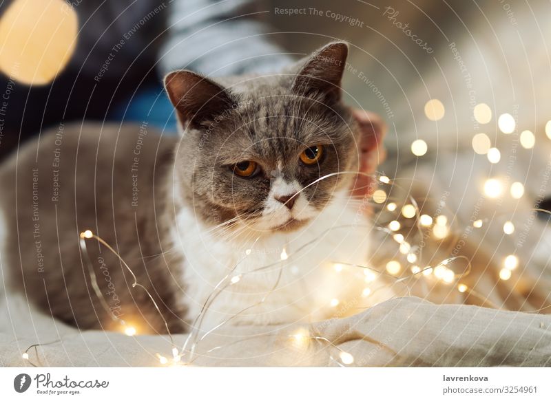 Britische Rassekatze auf einem Bett im Weihnachtsfeelicht Nahaufnahme Hygge gemütlich Unschärfe Licht Weihnachten & Advent Tigerkatze weich fluffig Säugetier