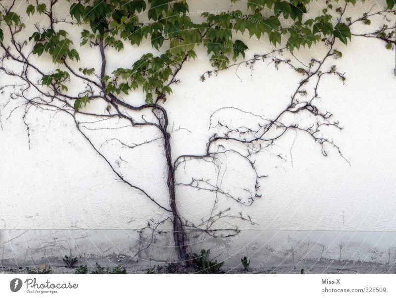 wuchern Häusliches Leben Garten Pflanze Mauer Wand Fassade Wachstum Verfall bewachsen Kletterpflanzen Wilder Wein Ranke Farbfoto Gedeckte Farben Außenaufnahme