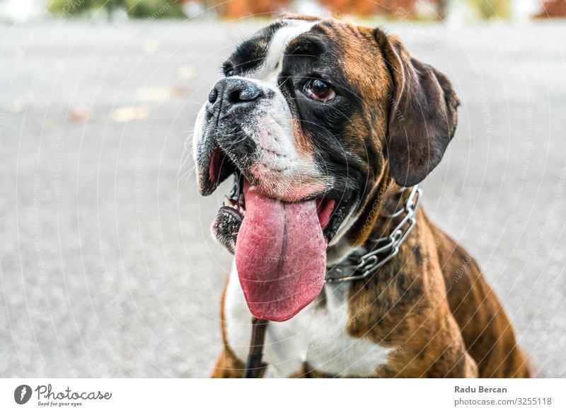 Boxer Hund Portrait Nahaufnahme Im Park Haustier züchten niedlich Säugetier Porträt weiß Reinrassig heimisch braun Freundschaft Hündchen lügen reizvoll