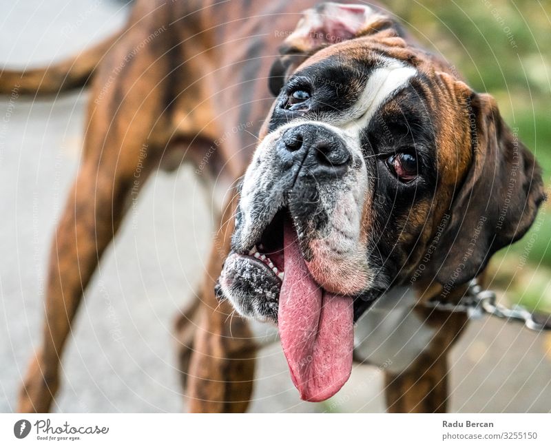 Boxer Hund Portrait Nahaufnahme Im Park Haustier züchten niedlich Säugetier Porträt weiß Reinrassig heimisch braun Freundschaft Hündchen lügen reizvoll