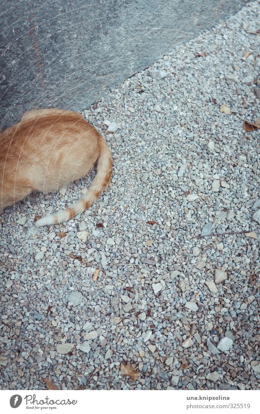 schwanzkatze Mauer Wand Tier Katze Fell Schwanz 1 sitzen warten Tigerfellmuster blond rot beobachten Farbfoto Außenaufnahme Detailaufnahme Menschenleer