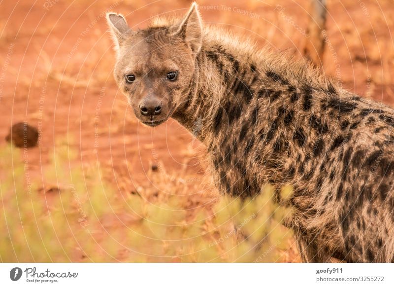 Hyäne Ferien & Urlaub & Reisen Ausflug Abenteuer Ferne Safari Expedition Umwelt Natur Urelemente Erde Sand Südafrika Tier Wildtier Tiergesicht Fell 1 beobachten