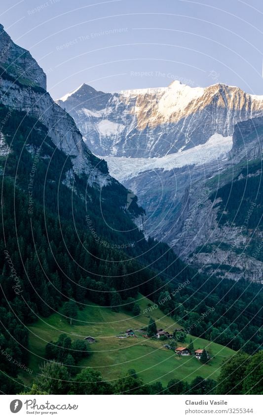 Schweizer Alpental im Morgenlicht Umwelt Natur Landschaft Sommer Berge u. Gebirge wandern Grindelwald Tal Chalet tief Baum Wald Kiefer alpin glühen Gletscher