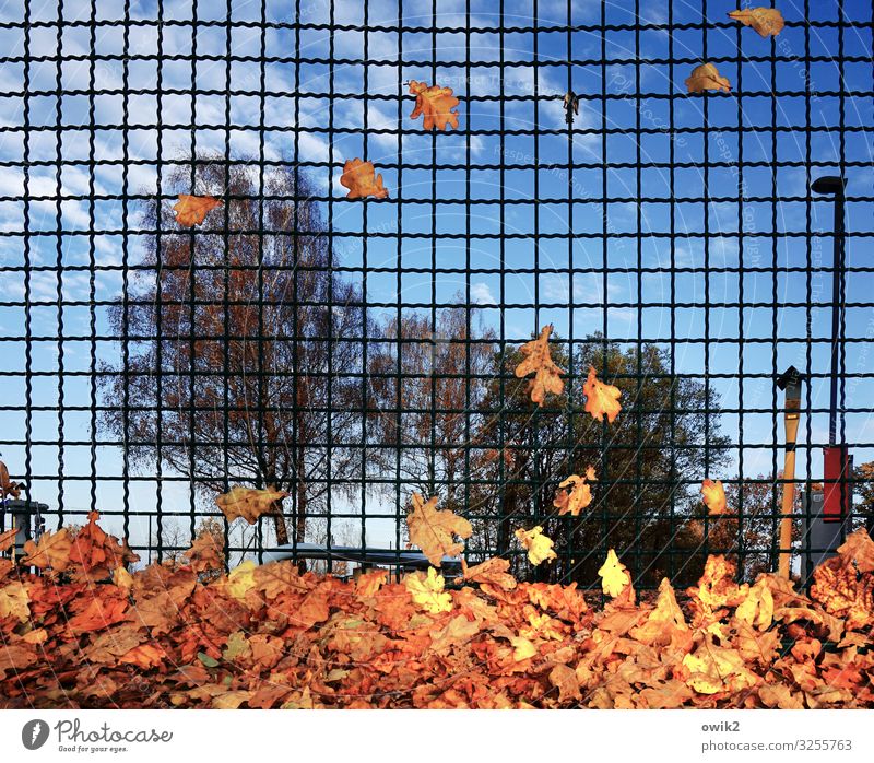 Hingeblättert Umwelt Natur Landschaft Pflanze Himmel Wolken Herbst Schönes Wetter Wind Baum Blatt Herbstlaub Drahtzaun Barriere Grenze Metall hängen