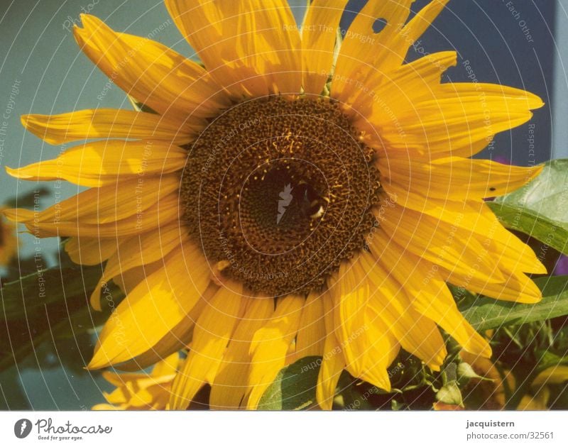 jacquistern Sonnenblume Blume gelb Pflanze sunflower