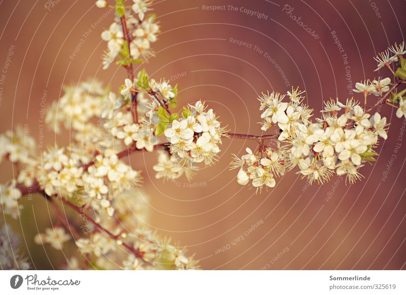 Erwartung Umwelt Natur Pflanze Frühling Schönes Wetter Sträucher Blüte Park Feld Glück Zufriedenheit Lebensfreude Frühlingsgefühle Vorfreude Begeisterung