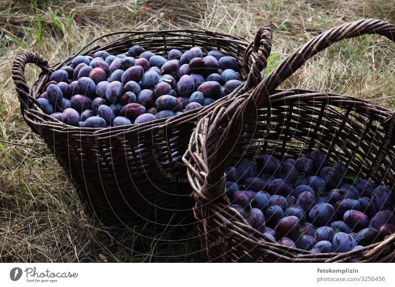 Zwetschgen Korb Lebensmittel Frucht Ernährung Bioprodukte Pflaume Obstkorb Gesunde Ernährung Erntedankfest Herbst Feld Essen frisch Gesundheit lecker natürlich