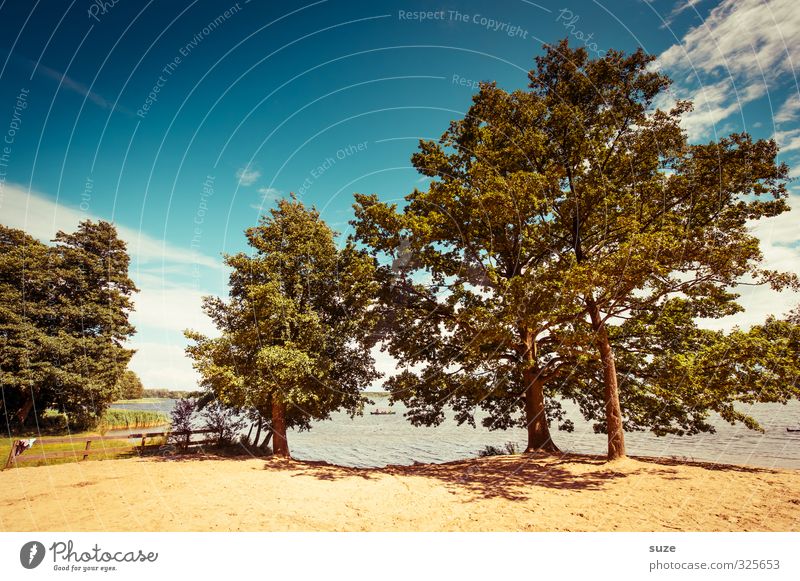 Sommer am See ruhig Ferien & Urlaub & Reisen Ausflug Sommerurlaub Umwelt Natur Landschaft Tier Sand Wasser Himmel Wolken Wind Wärme Baum Seeufer authentisch