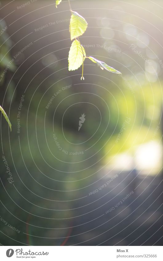 Ein Lichtlein Sonne Sonnenlicht Frühling Blatt leuchten hell grün Frühlingsgefühle Beginn Natur Wachstum Frühlingstag Frühlingsfarbe Blattknospe Farbfoto