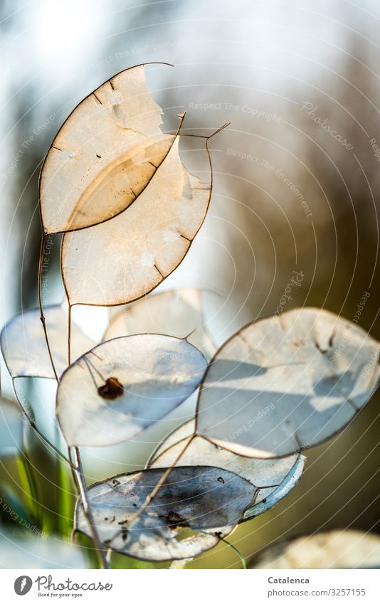 Silberblatt im November Weiß Braun vertrocknen Blume Botanik Natur Flora Pflanze Herbst Garten verwelken Grün