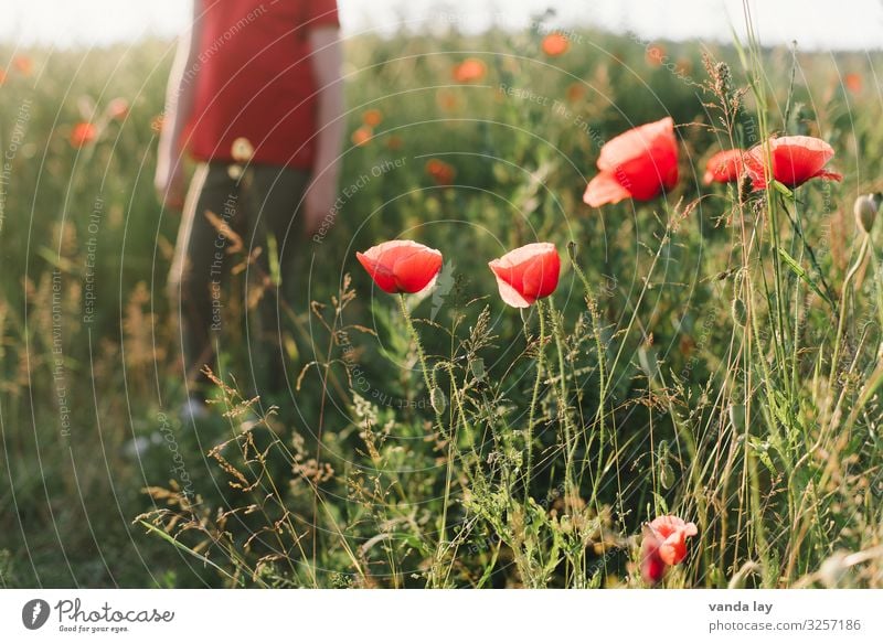 sommer Ferien & Urlaub & Reisen Sommer Sommerurlaub Sonne Mensch Kind Mädchen Junge Kindheit 1 8-13 Jahre Umwelt Schönes Wetter Pflanze Blume Mohn rot Wiese