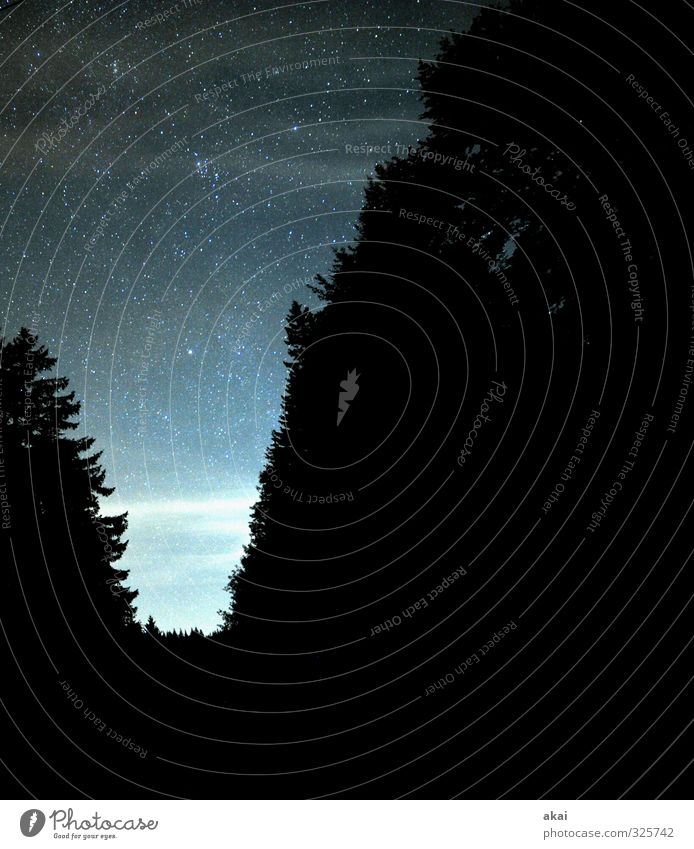 Black Forest Astro Night Natur Landschaft Luft Himmel Stern Sommer Schönes Wetter Baum Wald Unendlichkeit blau schwarz Romantik trösten Hoffnung Einsamkeit