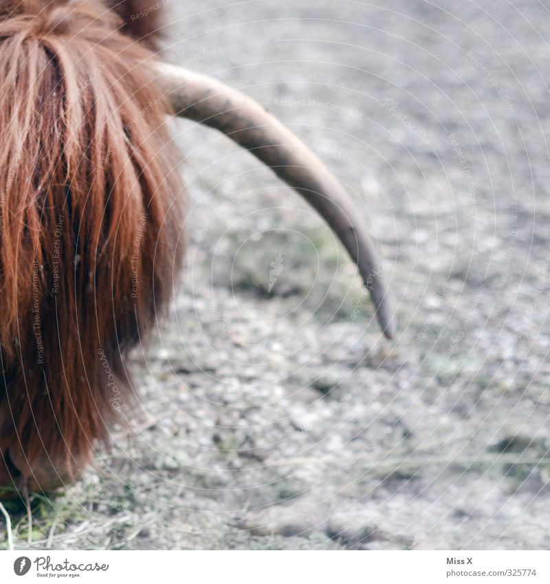 Horn Tier Nutztier Kuh Fell 1 Fressen buschig Haare & Frisuren Pony Spitze gefährlich wild Vieh Viehzucht Viehhaltung Rind Highlander Farbfoto Außenaufnahme