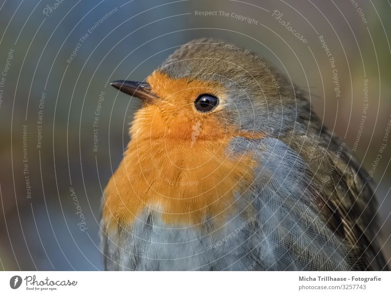 Rotkehlchen Portrait Natur Tier Sonne Sonnenlicht Schönes Wetter Baum Wildtier Vogel Tiergesicht Flügel Schnabel Auge Feder gefiedert 1 beobachten glänzend