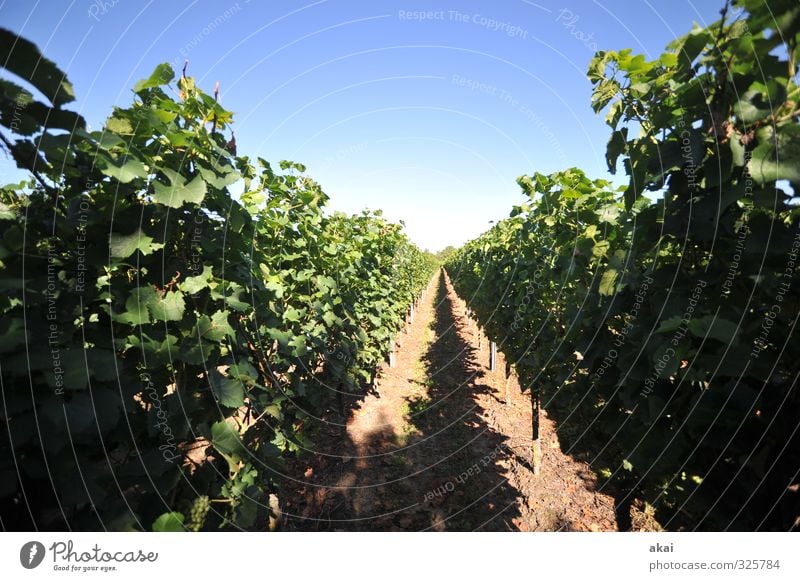 Weinbau - Reben am Kaiserstuhl Weinreben Weinberg Natur Landwirtschaft Weingut Weintrauben Pflanze grün ländlich Blätter Bodenbearbeitung Laub Laubarbeiten