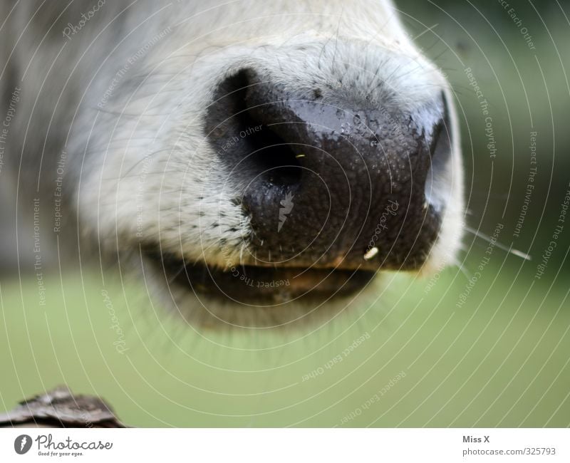 Schnauze ! Tier Nutztier Kuh 1 füttern Kopf Nasenloch Fell Vieh Viehzucht Landwirtschaft Farbfoto Außenaufnahme Nahaufnahme Detailaufnahme Menschenleer