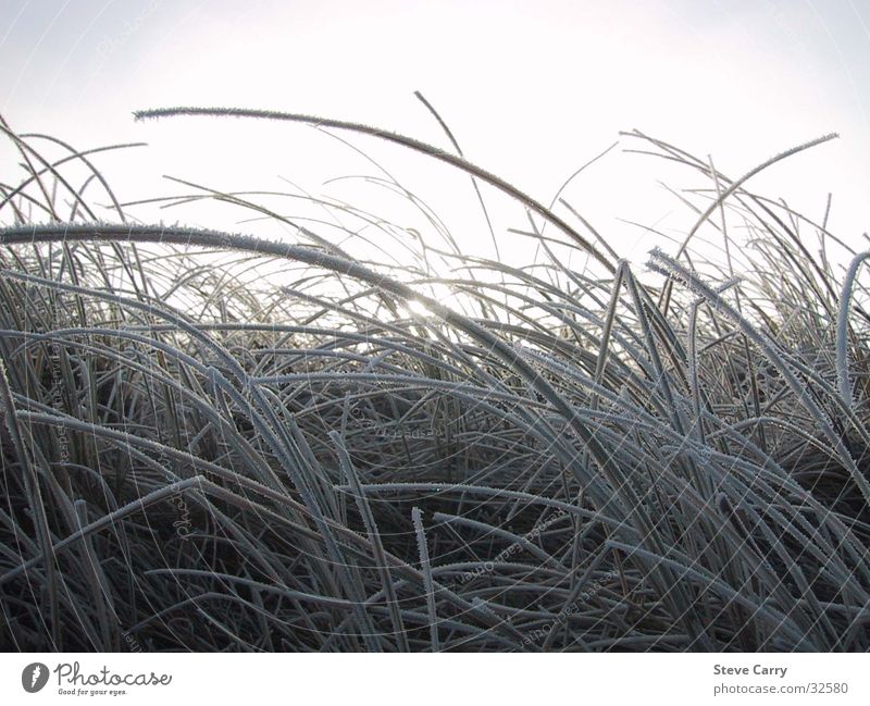 Rauhreif gefroren Raureif Winter Gräser überfroren