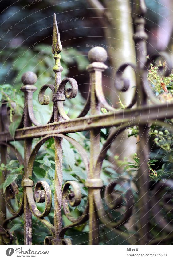 Zacken in der Krone Häusliches Leben Wohnung Garten alt historisch Spitze Schmiedeeisen Zaun Metallwaren Metallzaun Jugendstil Rost verfallen Farbfoto