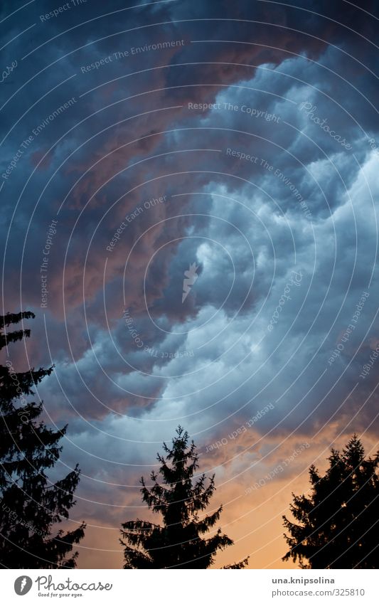 donnerwetter Umwelt Natur Himmel Wolken Gewitterwolken Sonnenlicht schlechtes Wetter Sturm Baum außergewöhnlich bedrohlich dunkel gruselig Angst Unwetter