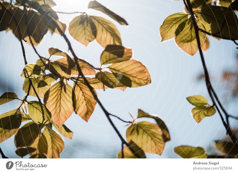 Blätter Natur Pflanze Wolkenloser Himmel Frühling Baum Blatt Freundlichkeit hell Zweig Farbfoto Außenaufnahme Detailaufnahme Menschenleer Tag Licht Schatten