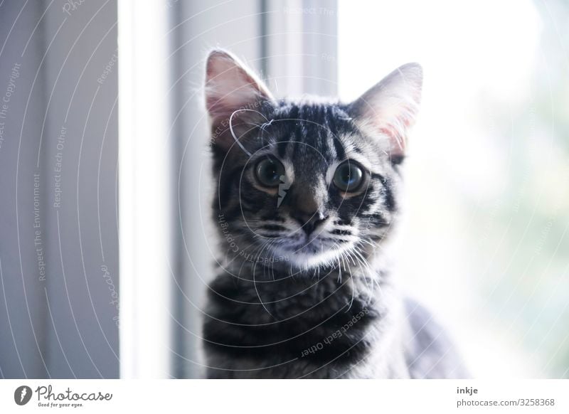 Kindchenschema im Gegenlicht Fenster Haustier Katze Tiergesicht Maine-Coon 1 Tierjunges Blick authentisch klein nerdig niedlich Kindheit groß Farbfoto