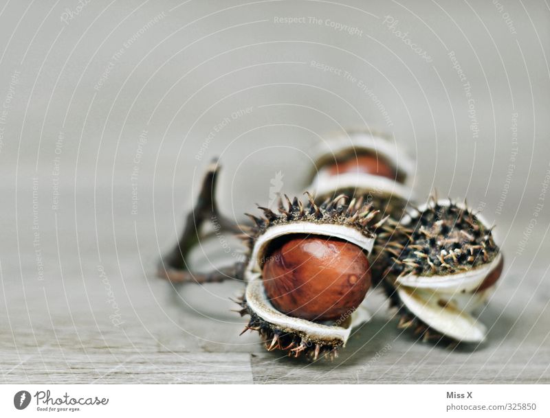 Kastanie Frucht Herbst stachelig Zweig Stachel reif Farbfoto Nahaufnahme Menschenleer Textfreiraum links Textfreiraum oben Freisteller Hintergrund neutral