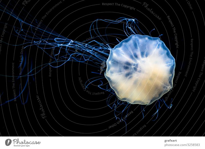 Durchsichtige Qualle mit langen gefährlichen Nesselfäden tier tierschutz artenschutz aquarium biodiversität blau gefahr tauchen umwelt fisch leuchten qualle