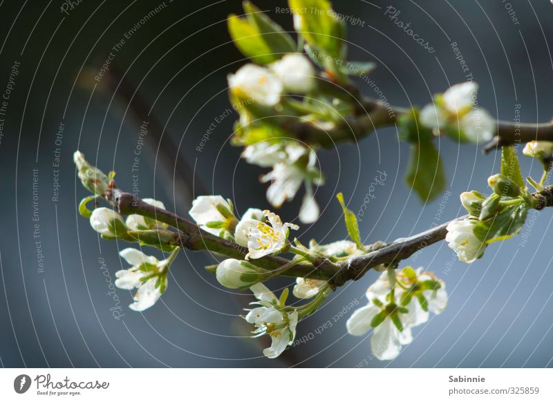 Trash! | Blümchen Umwelt Natur Pflanze Blume Gras Sträucher Garten grün weiß Romantik schön Farbfoto Nahaufnahme Schwache Tiefenschärfe