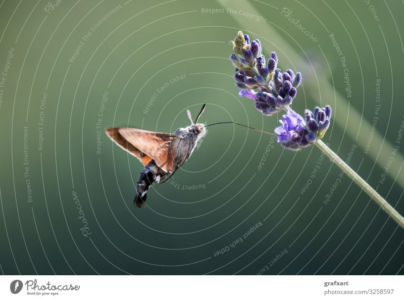 Taubenschwänzchen Schmetterling trinkt Nektar auf Blüte beweglichkeit tier tierschutz biodiversität blüte blühen schmetterling nahaufnahme macro detail trinken