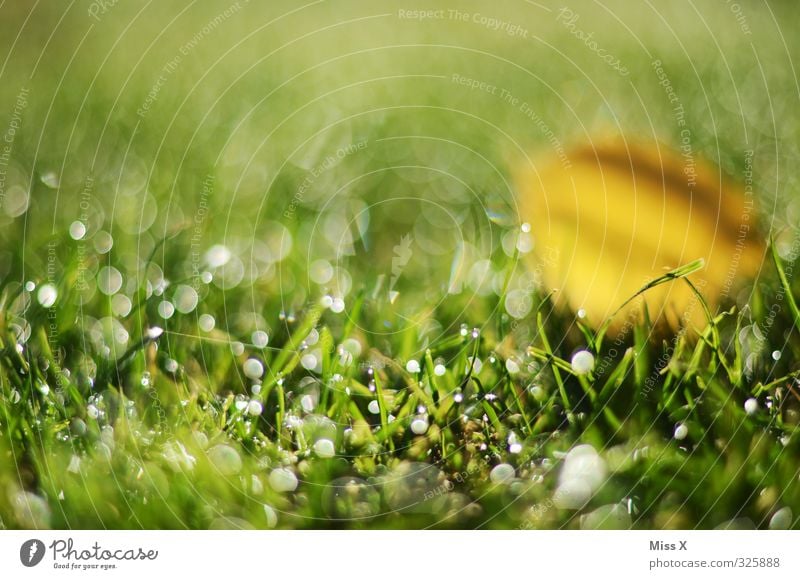 Tau auf meiner Wiese Wassertropfen Wetter Gras Blatt frisch glänzend nass Glanzlicht Tropfen leuchtend grün Rasen Punkt Farbfoto mehrfarbig Außenaufnahme