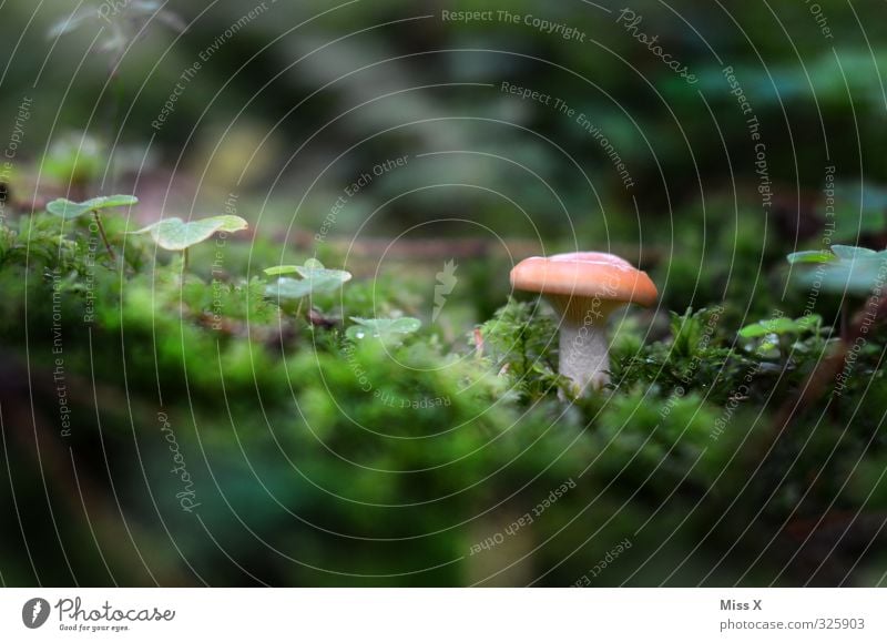 Pilz Lebensmittel Ernährung Natur Herbst Moos Wald Wachstum Gift Pilzhut Waldboden herbstlich Herbstbeginn Farbfoto mehrfarbig Außenaufnahme Nahaufnahme