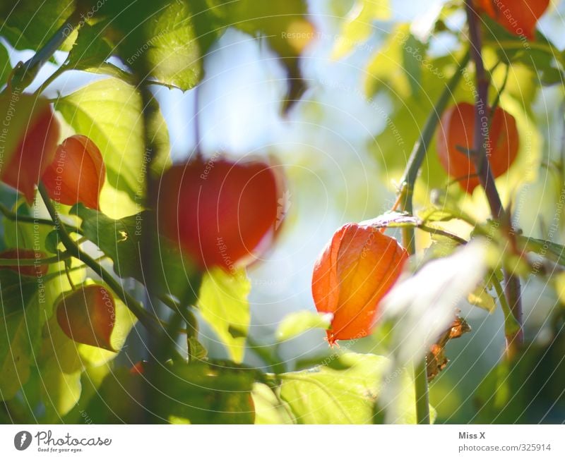 Physalis Lebensmittel Frucht Ernährung Natur Pflanze Blume Blüte Garten lecker süß Lampionblume rot leuchtende Farben Farbfoto mehrfarbig Außenaufnahme