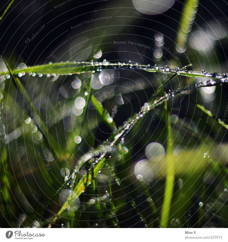 Tautropfen Wassertropfen Wetter Schönes Wetter schlechtes Wetter Regen Gras Blatt Wiese nass Wachstum Morgen Unschärfe glänzend Punkt Farbfoto mehrfarbig