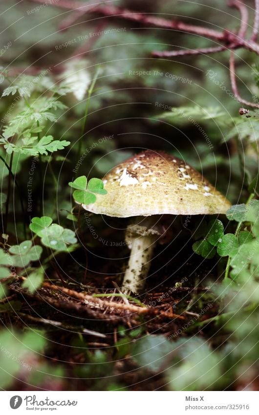 Pilz Lebensmittel Ernährung Bioprodukte Herbst Wald Wachstum Sammlung Pilzhut Pilzsucher Champignons Waldboden essbar Farbfoto Außenaufnahme Nahaufnahme