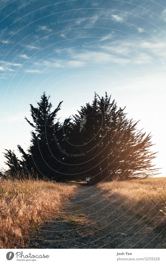 Der Weg Umwelt Natur Landschaft Pflanze Urelemente Erde Himmel Sonne Frühling Sommer Klima Baum Sträucher genießen blau gelb Ferien & Urlaub & Reisen Farbfoto