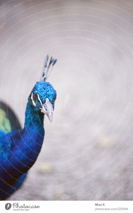 Schau an Tier Vogel 1 Neugier Gefühle Stolz eitel Pfau Schnabel Farbfoto mehrfarbig Außenaufnahme Menschenleer Textfreiraum rechts Textfreiraum oben