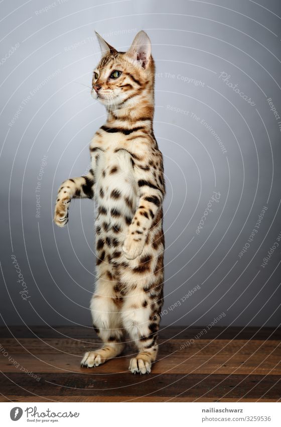 Mit beiden Füßen fest auf dem Boden stehen... Lifestyle schön Tier Haustier Katze bengal Katze Bengalische Katze 1 beobachten festhalten hocken Blick Coolness