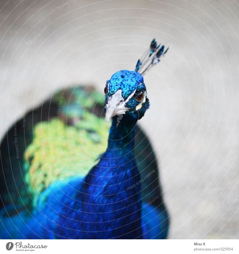 schau du Pfau Tier Vogel 1 Gefühle Laster Stolz eitel Pfauenfeder Schnabel Neugier blau Farbfoto Außenaufnahme Nahaufnahme Menschenleer Textfreiraum rechts