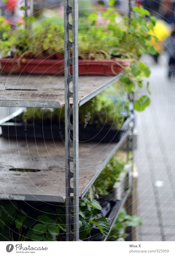 verkauft Frucht Garten Grünpflanze Topfpflanze Blühend Duft Wachstum grün Wochenmarkt Gemüsemarkt Erdbeeren Paletten Buden u. Stände Marktstand Kapuzinerkresse