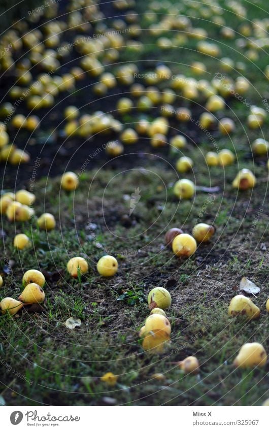 Birnen Lebensmittel Frucht Ernährung Bioprodukte Herbst Wiese lecker saftig süß faulig reif Ernte Streuobstwiese Farbfoto Außenaufnahme Muster Menschenleer