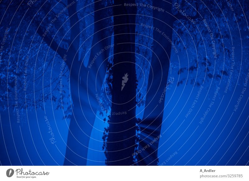 Mitternacht ganz in blau Umwelt Natur Pflanze Urelemente Nachthimmel Baum Baumreihe Park Wald außergewöhnlich bedrohlich Coolness gruselig einzigartig kuschlig