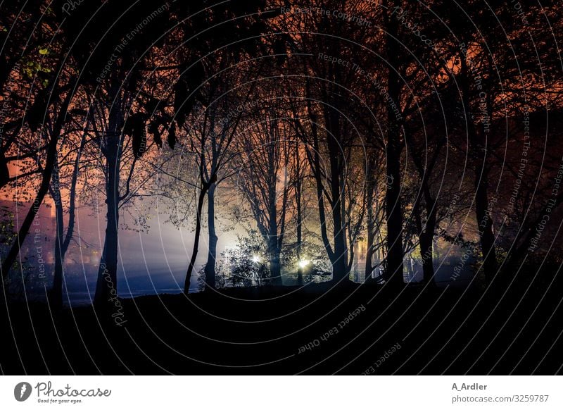 Lichter in der Nacht Natur Landschaft Pflanze Baum Baumreihe Garten Park Wald Hügel entdecken gruselig blau rosa rot schwarz Gefühle Stimmung Angst Abenteuer